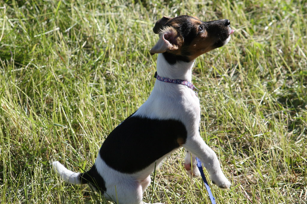 BegHer What we wouldn't do for Alberta beef. Chance Everett Flickr