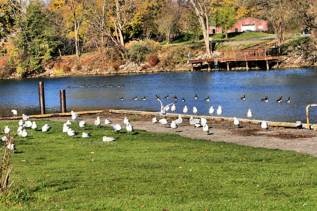 North Tonawanda,NY Flickr