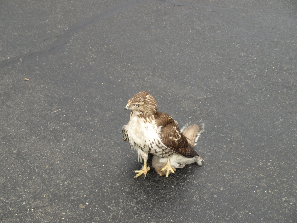 Will A Hawk Kill A Squirrel
