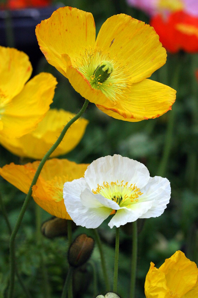 Iceland Poppies Daniel/Dan Eidsmoe Flickr
