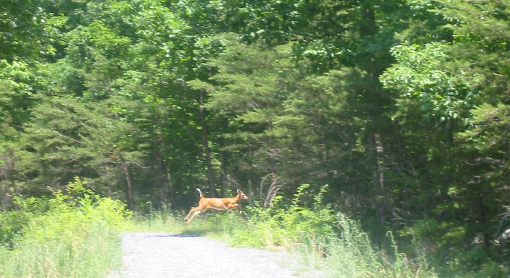 20070616 camping IMG_2527 deer crossing This was a c… Flickr