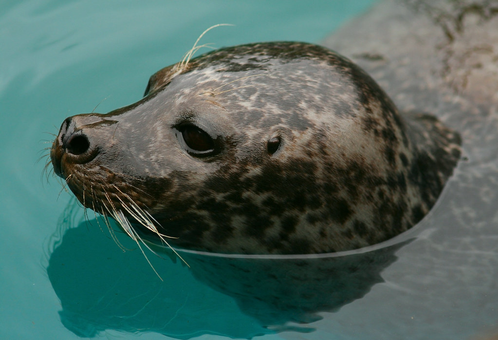 Scottish Seal Taken with a 200mm 2.8L II Canon Lens. www.r… Flickr