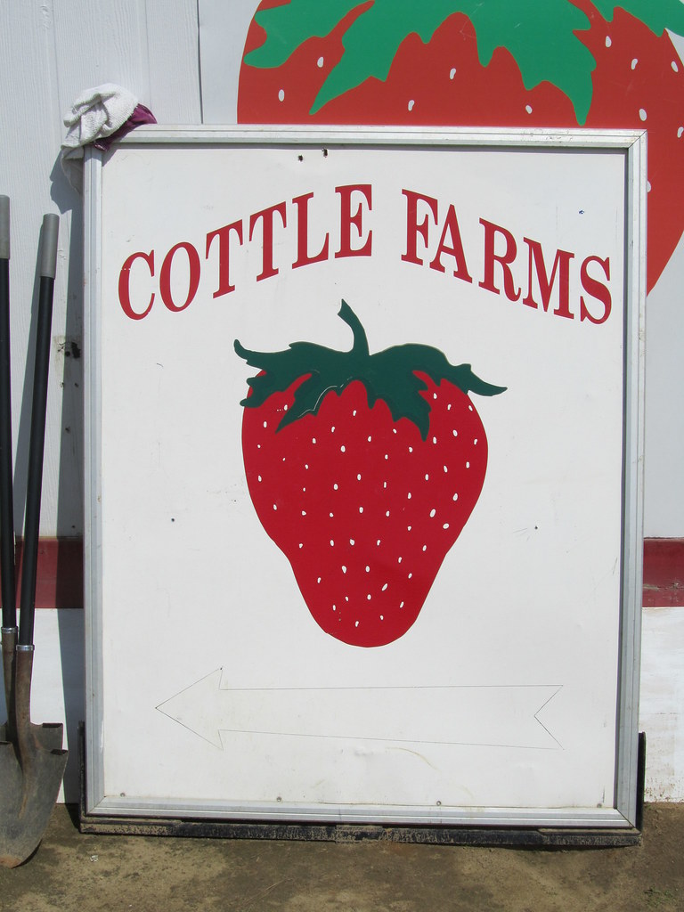 strawberry picking at cottle farms Waldie's World Flickr