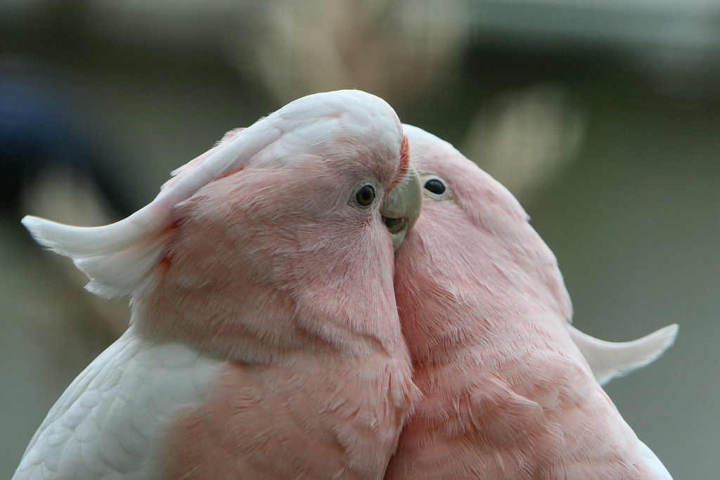 2007112313h42m57.IMG_9569e Pink cockatoo Kissing Flickr