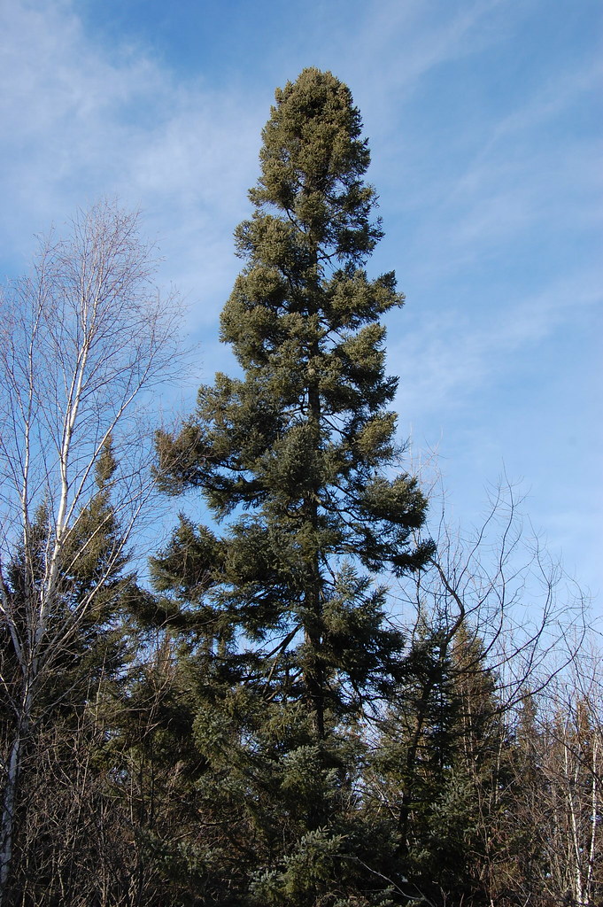 Large black spruce, Cloquet MN Eli Sagor Flickr