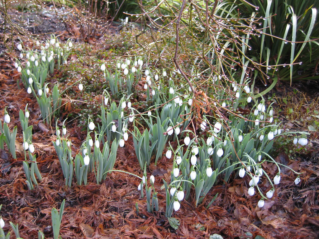 IMG_0172 glendale.gardens Flickr