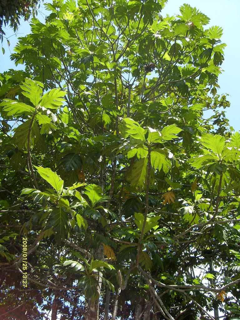 Pokok Sukun Scientific name Artocarpus communis Family