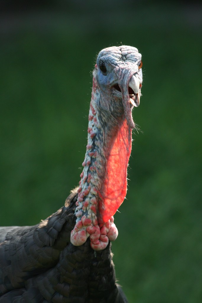 PORTRAIT OF THE TURKEY OF TURKEY, TEXAS In Turkey, Texas t… Flickr