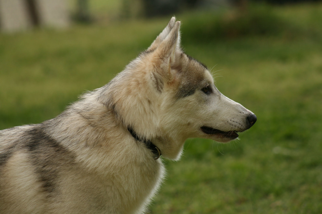 Bear the Silver Grey WolfDog Puppy/Cub IMG_9384 Flickr