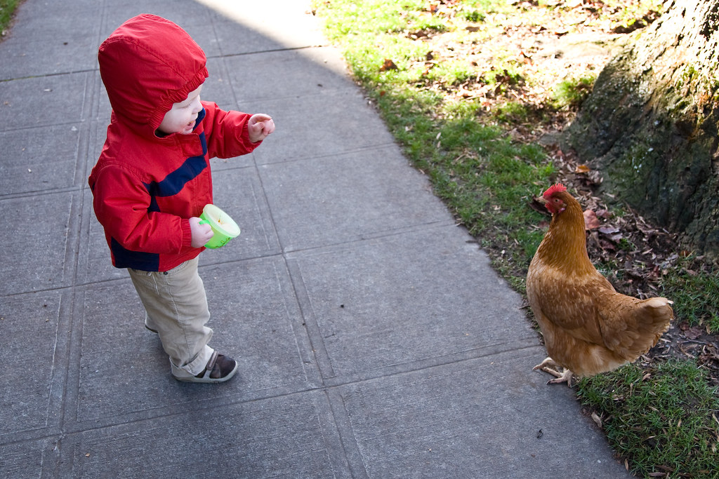 Seattle Wild Chickens Alex has a runin with one of the ra… Flickr