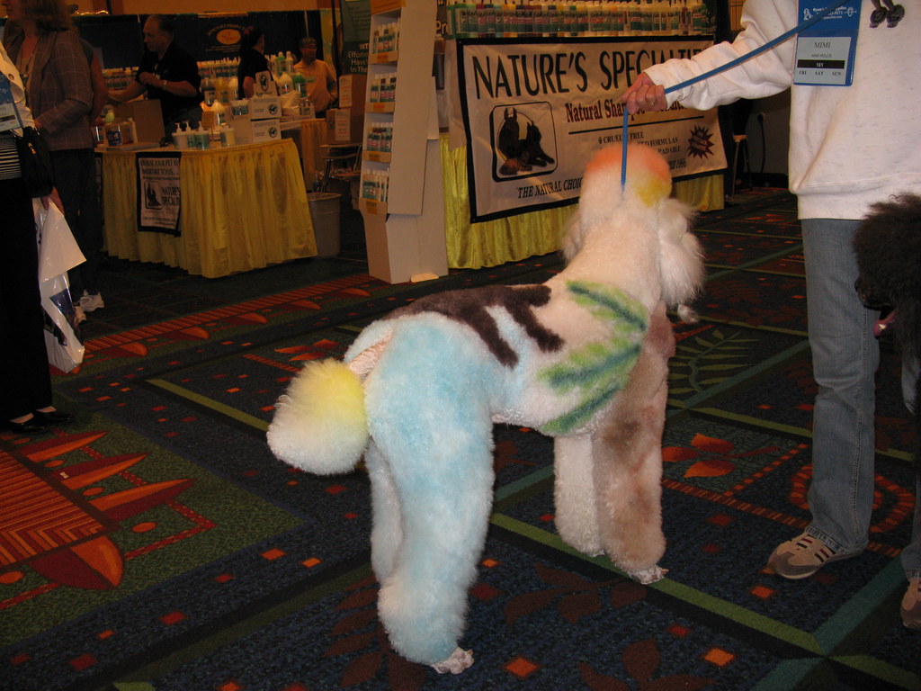 Dog Grooming Show one of the many great looking standards … Flickr