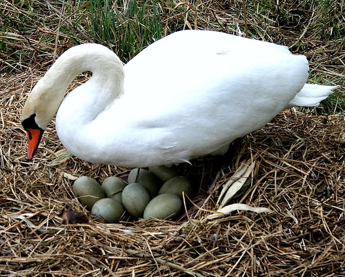 swan breeding eggs seen yesterday in the Merian Park B… Flickr