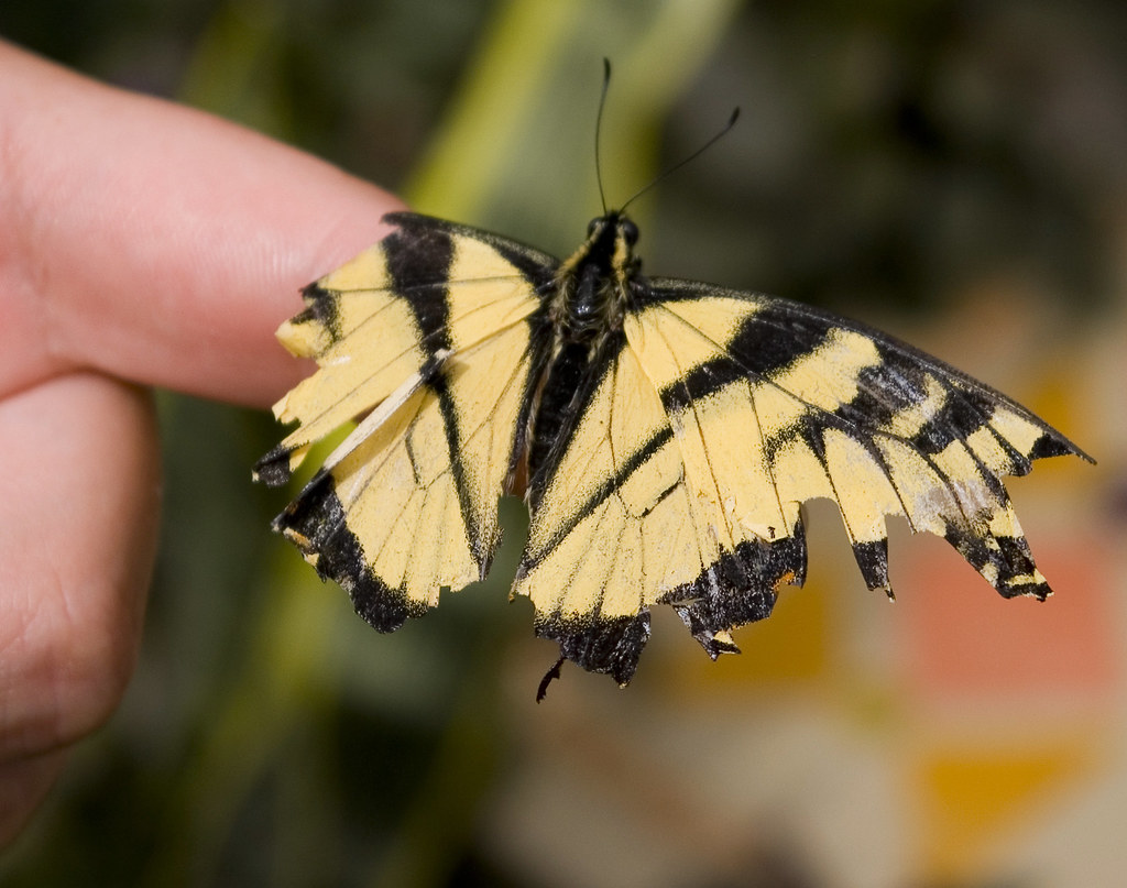 Butterfly Butterfly at Butterfly Show at Krohn Conservator… Flickr