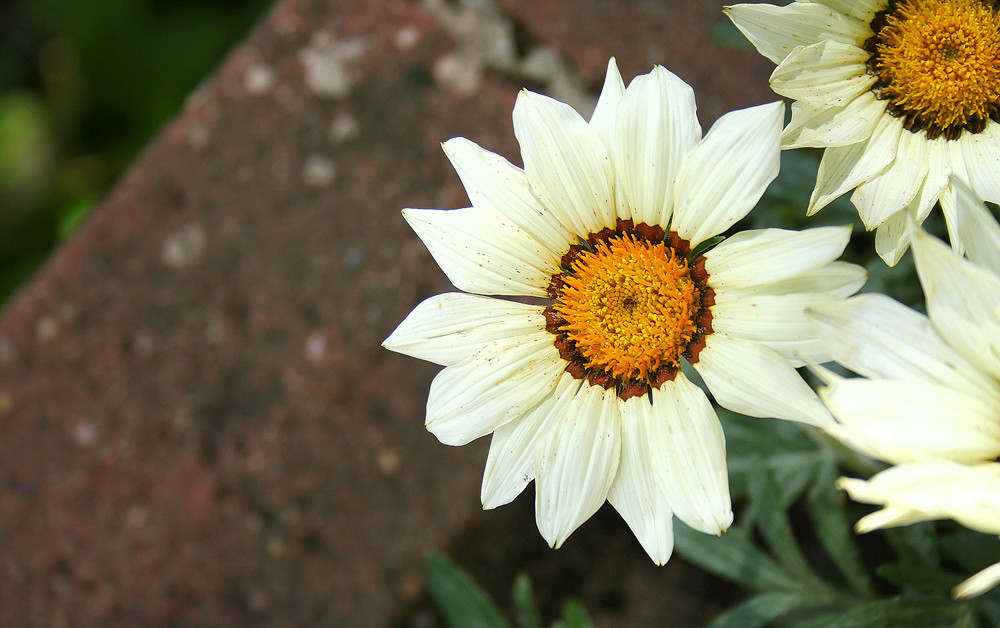 whiteflower some white flowers near my doorstep Harry MacKenzie