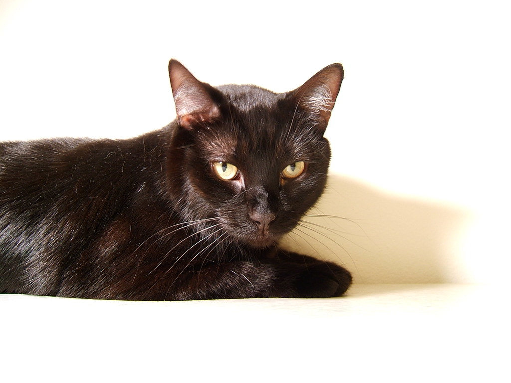 Magnum Louis flashes his new look on us MAGNUM! And it's… Flickr