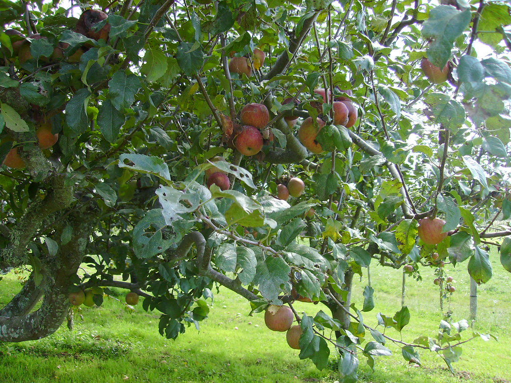 Apple tree New Zealand aprilbng Flickr