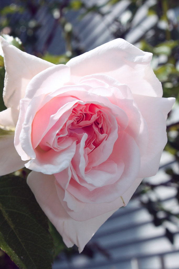 Flickriver Photoset 'Carol's Garden' by smj587