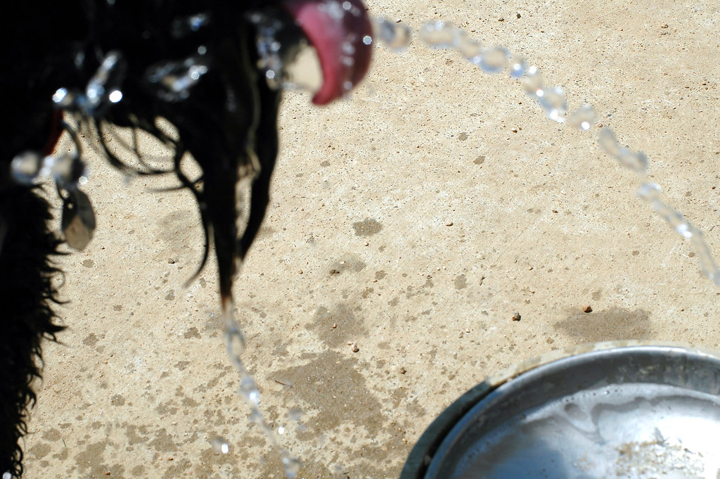 Day at the Dog Park M&R Glasgow Flickr