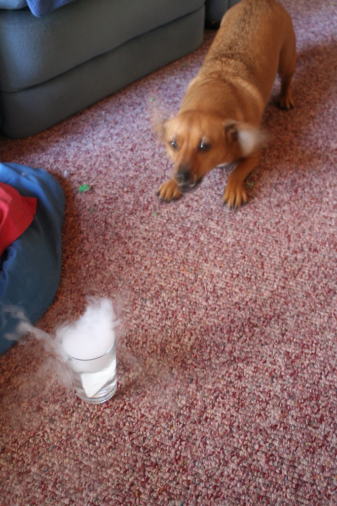 Annie Doesn't Like Dry Ice My dog was very upset by dry ic… Flickr