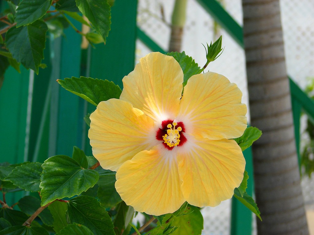 Florida Keys Flowers At the Bonefish painter13312 Flickr