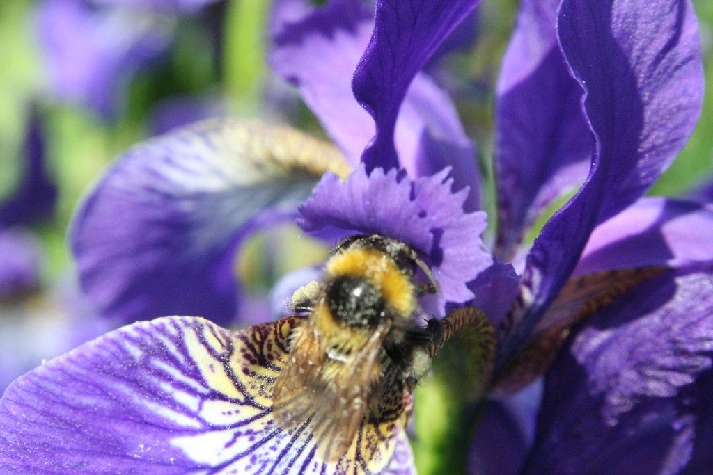 Iris Bee This was my first attempt at macro photography … Flickr