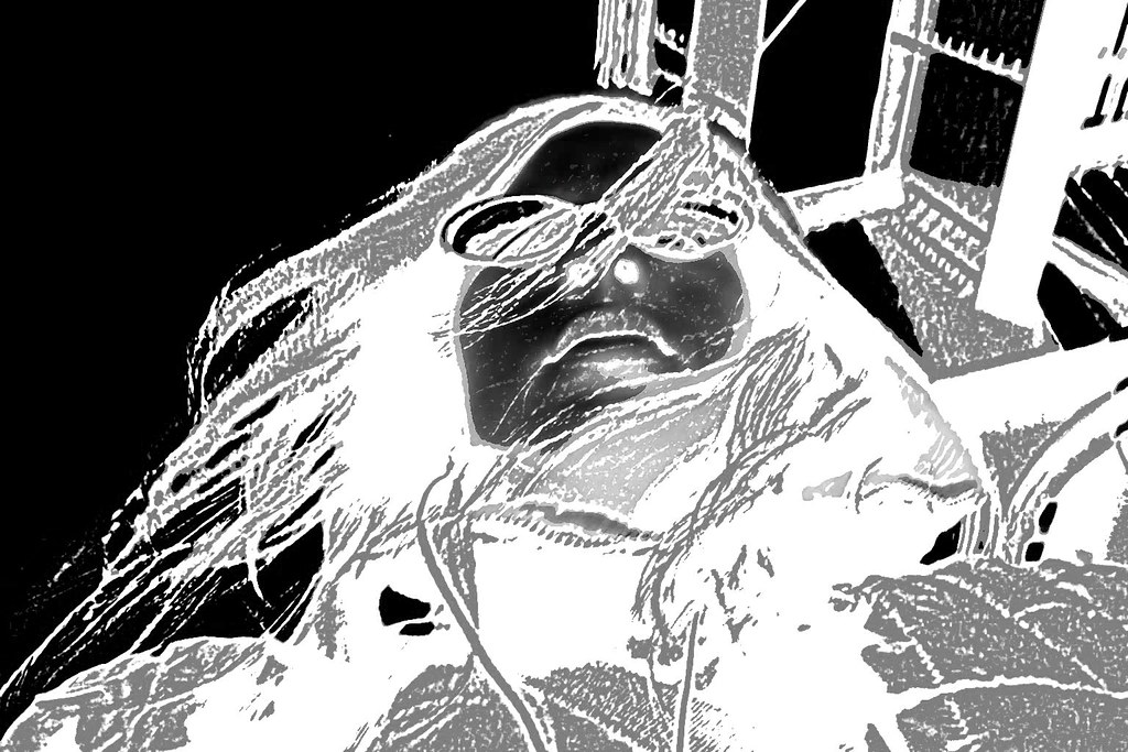 Self Portrait a.desaturated/negative Kelly La Rosa Flickr