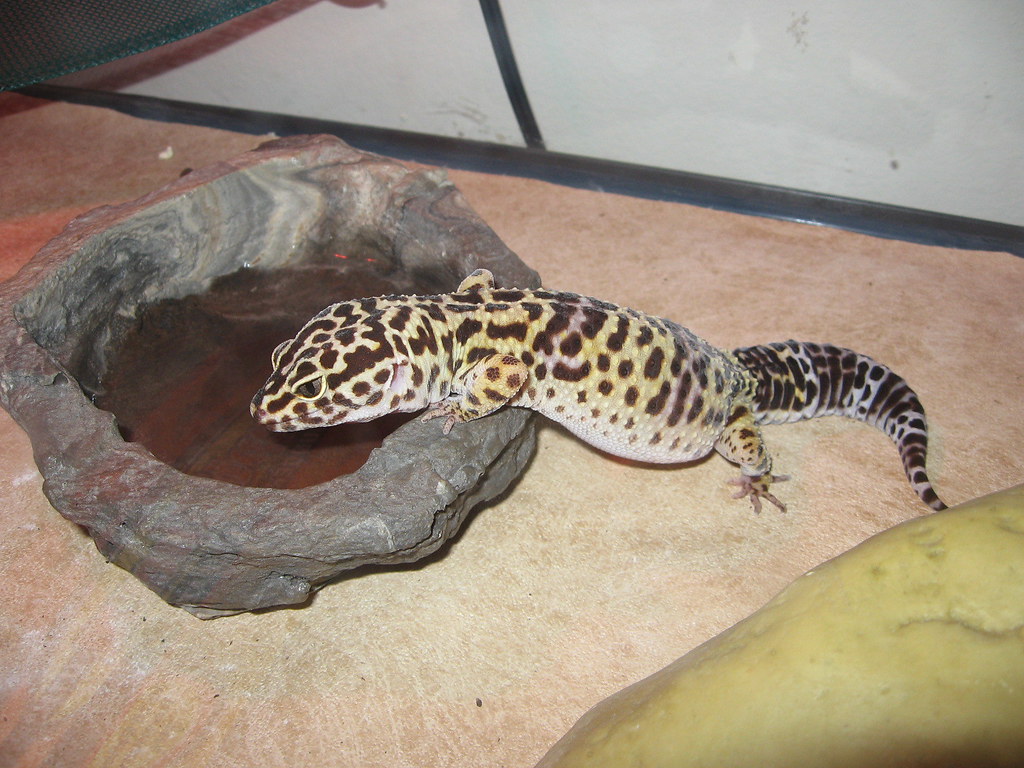 leopard gecko drinking water mattsass3 Flickr