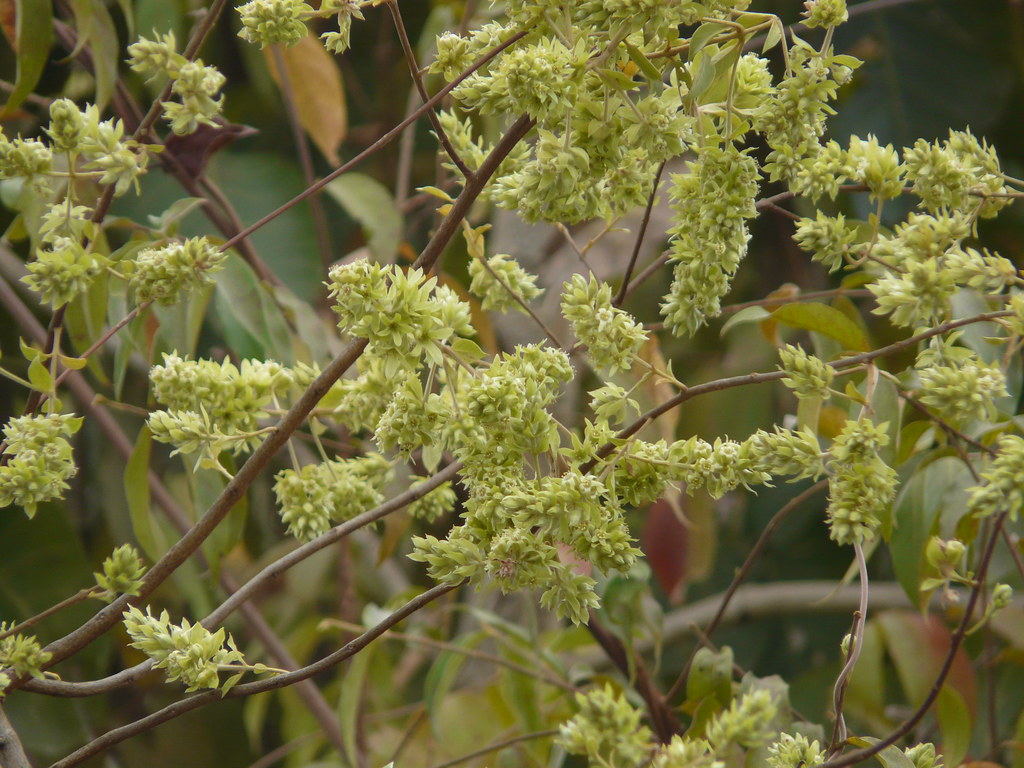 Jhaal (Marathi झाल) Combretaceae (rangoon creeper family)… Flickr