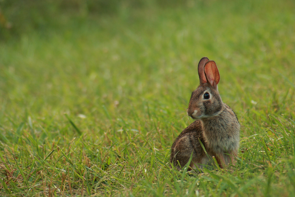 Mr Rabbit Mr Rabbit I'll be back in a few days. Thanks