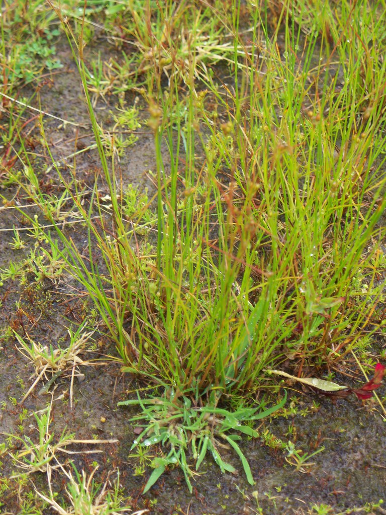 cotton grass ikb Flickr