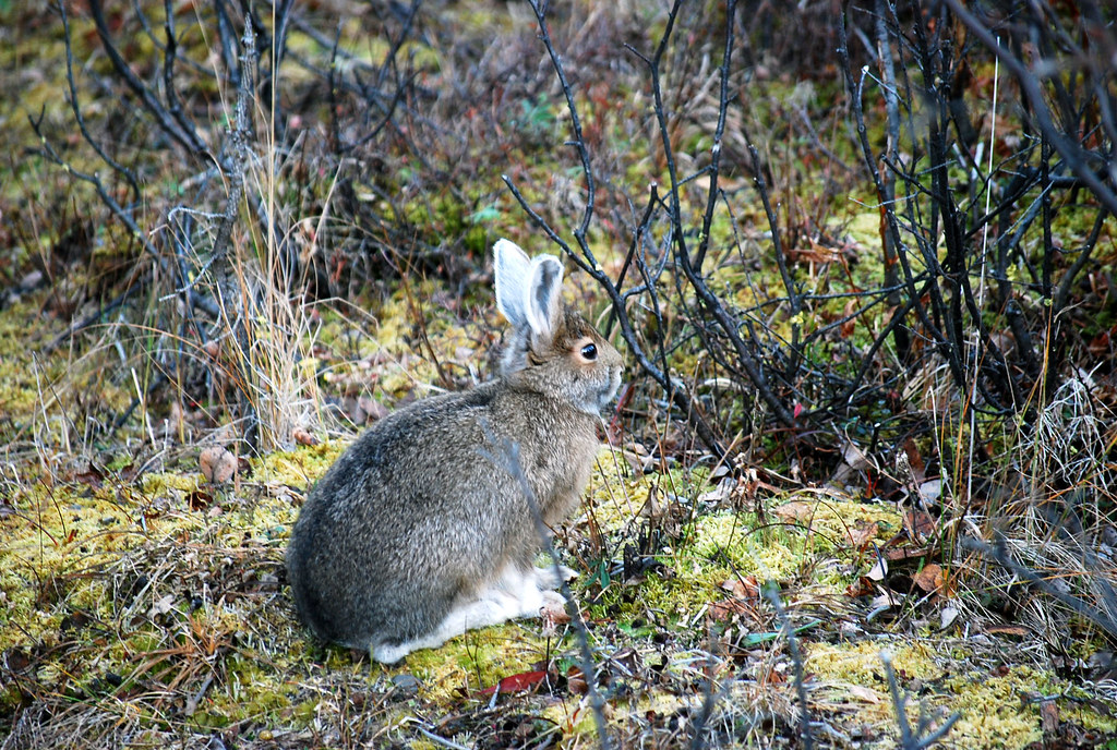 snowshoe_hare Snowshoe hare in Denali National Park in Ala… traveler7001 Flickr