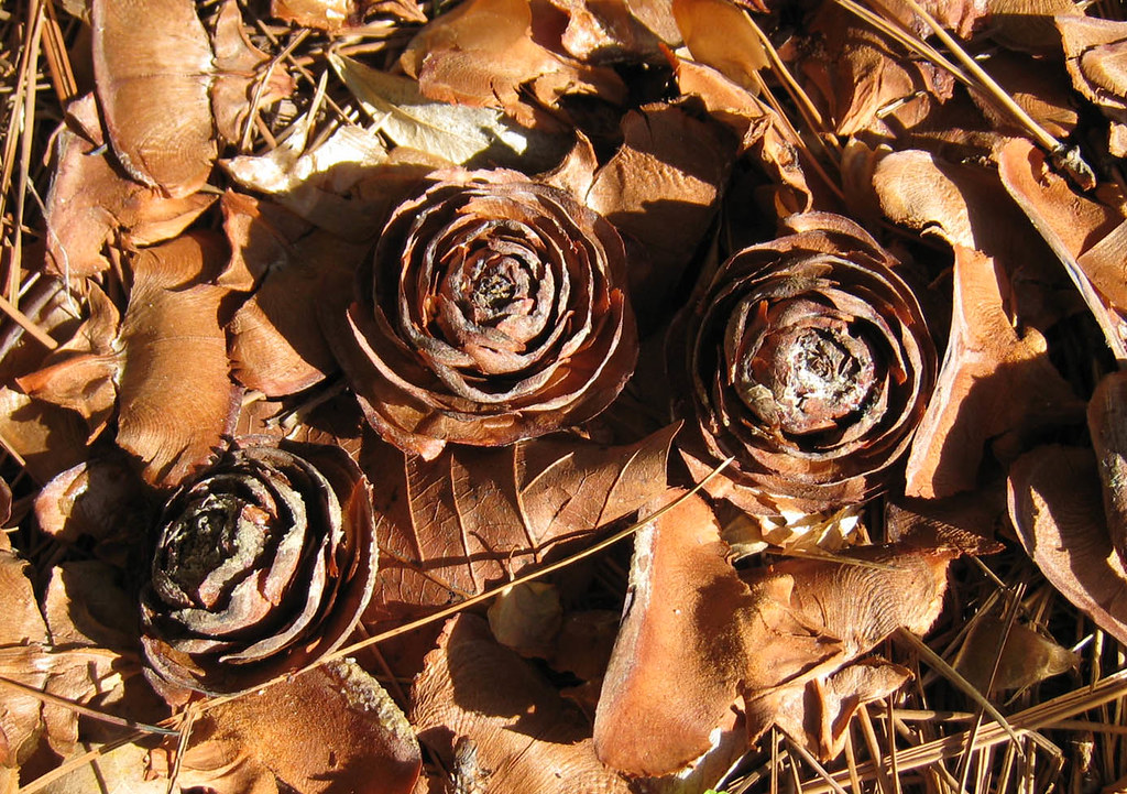 Pinecone roses You won't see these on a tree. They're just… Flickr
