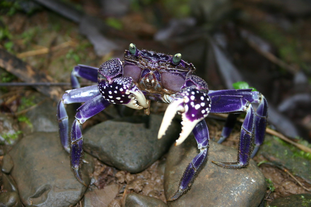Purple Land Crab For Sale at Jerry Gray blog