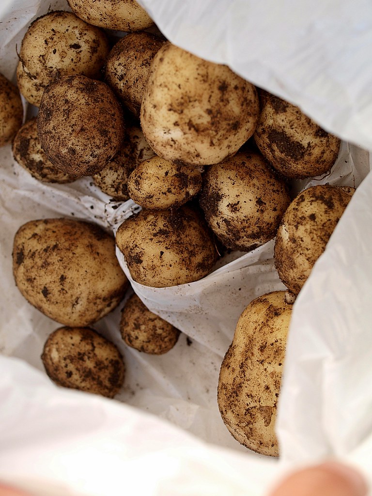 our first new potatoes... We have put potatoes in a bed in… Flickr