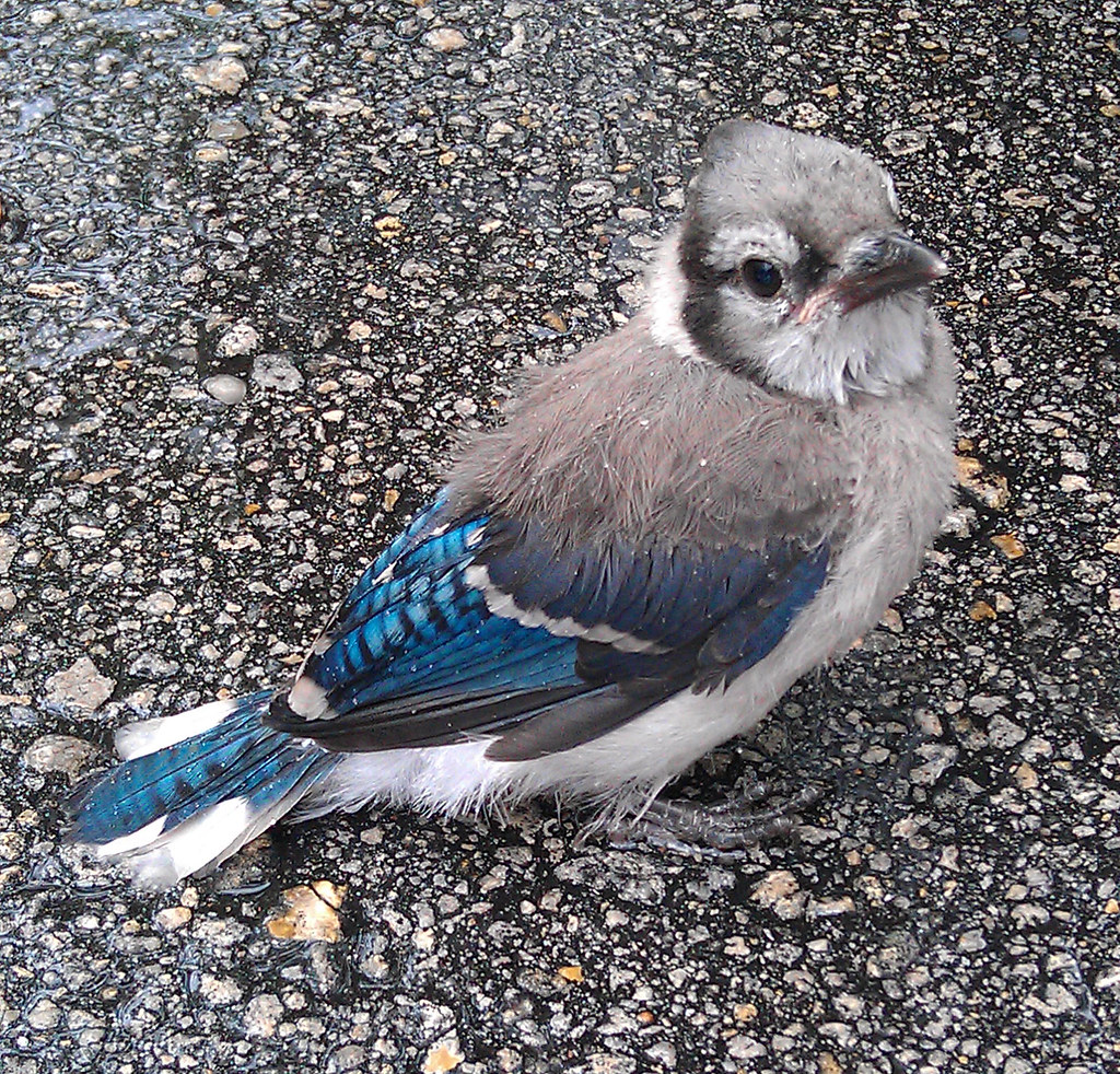 Baby Blue Jay This baby Blue Jay fell out of a tree while … Flickr