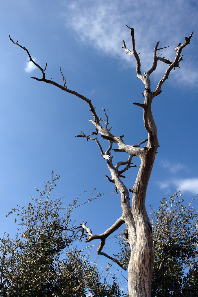 Enchanted Rock 10 Top of the rock. YGBSM Flickr