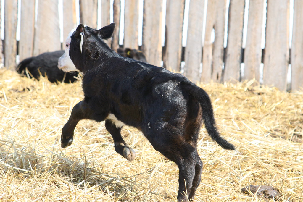 For FMIL Springy little Calf. Chance Everett Flickr