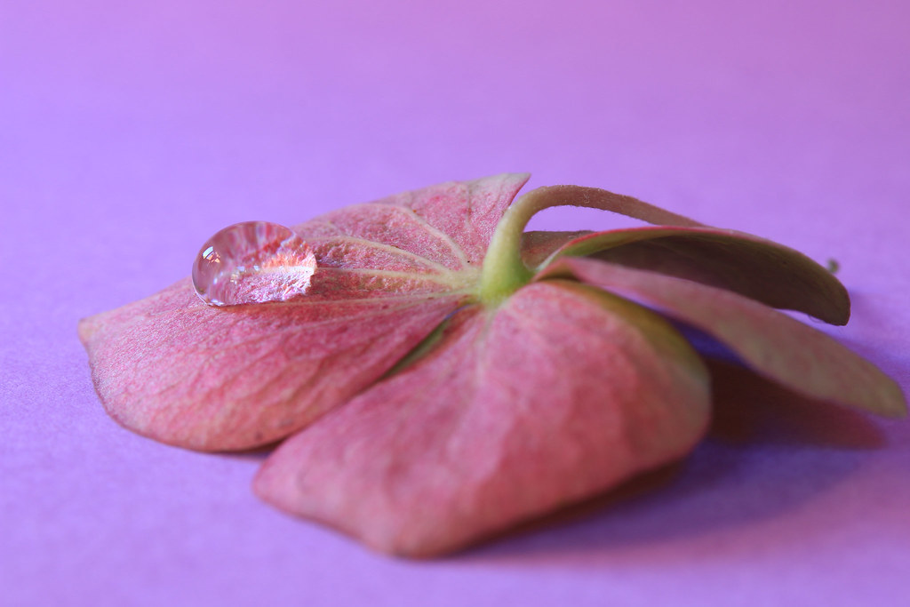 The secret life of petals Every time I place a droplet on … Flickr