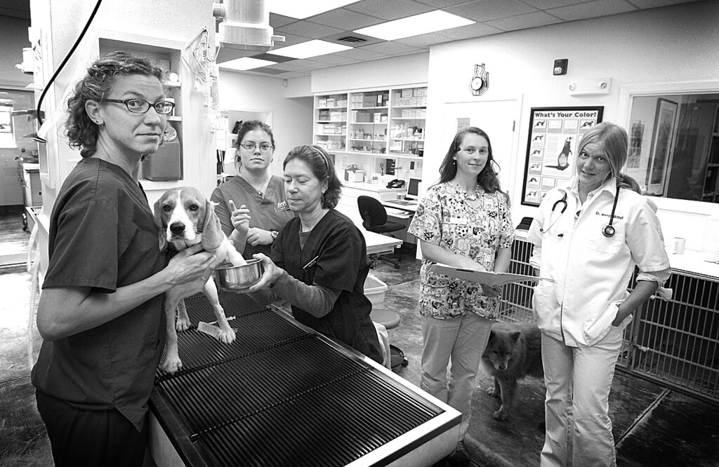 Arcata Animal Hospital.jpg Terrence McNally Flickr