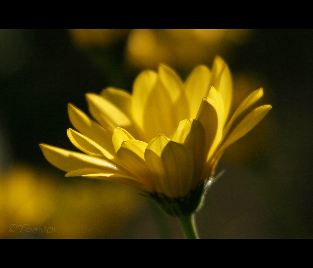  E a r l y L i g h t Yellow flower glowing at the light… Flickr