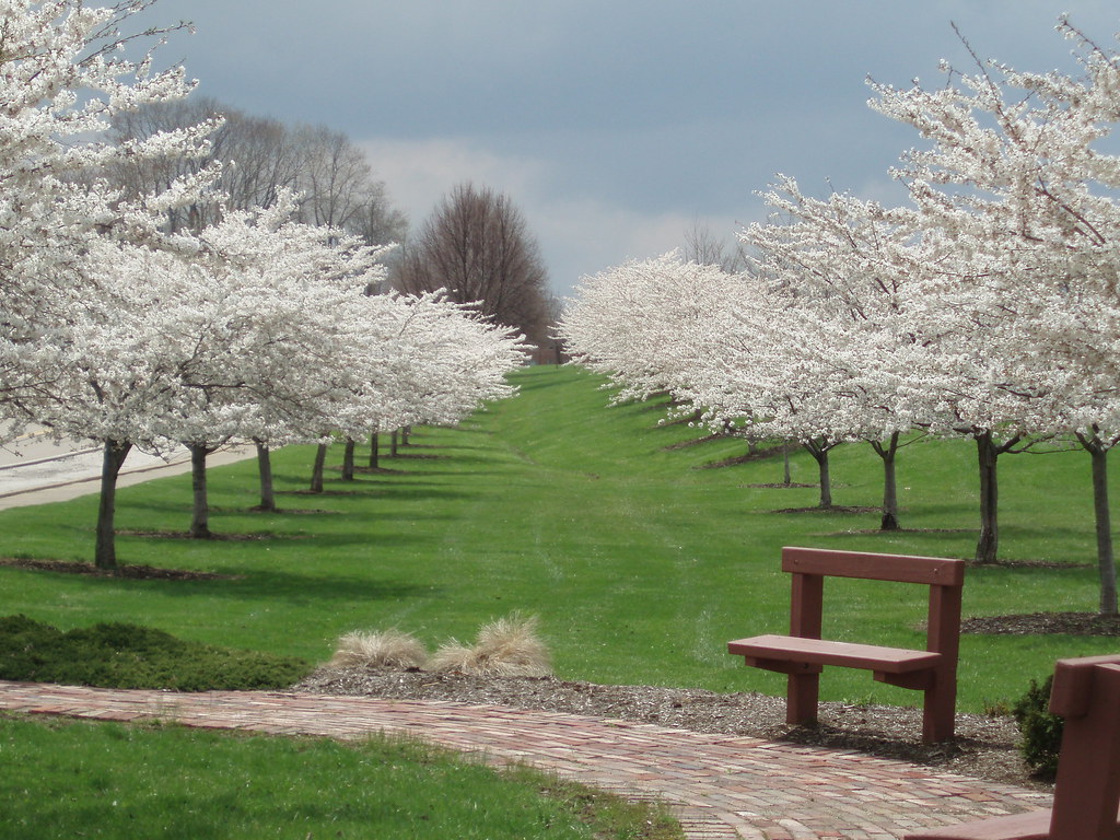 Cleveland Trees EddieS Flickr
