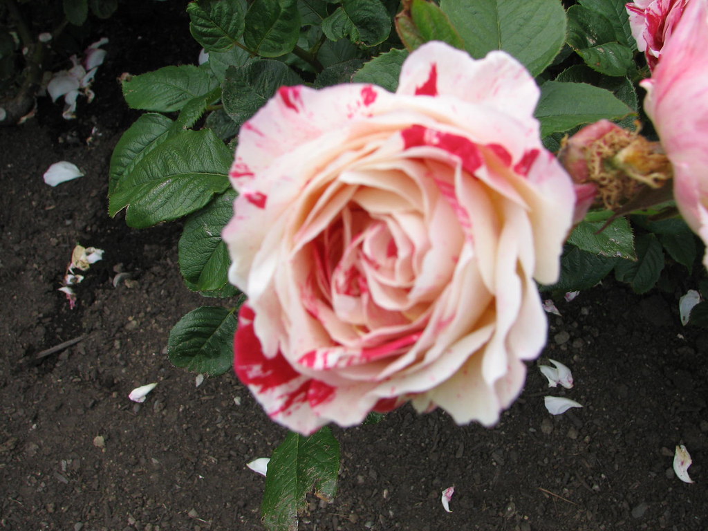 Lady Norwood Rose Garden 21 November 2007 Roses in bloom… Flickr