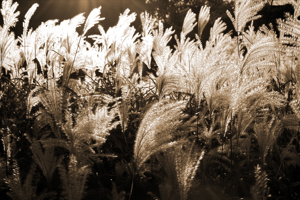 Silver Feather Joe Zaremba Flickr