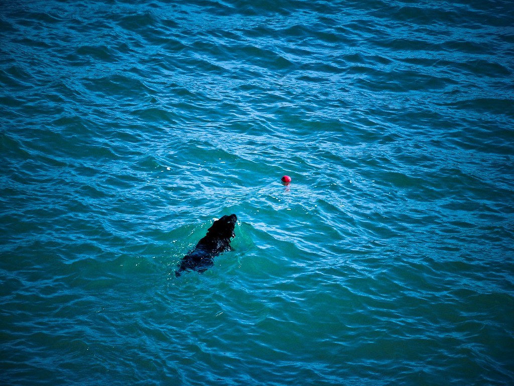 Where did this dog come from? Marcel Quiroga Defize Flickr