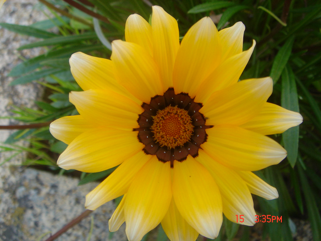 APRIL15 Special flower for a special person . Duartemarian Flickr