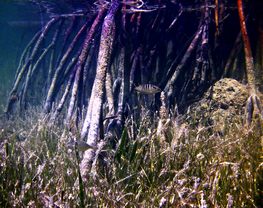 Spanish Harbor Key Mangrove Ecosystem, Florida Keys Flickr