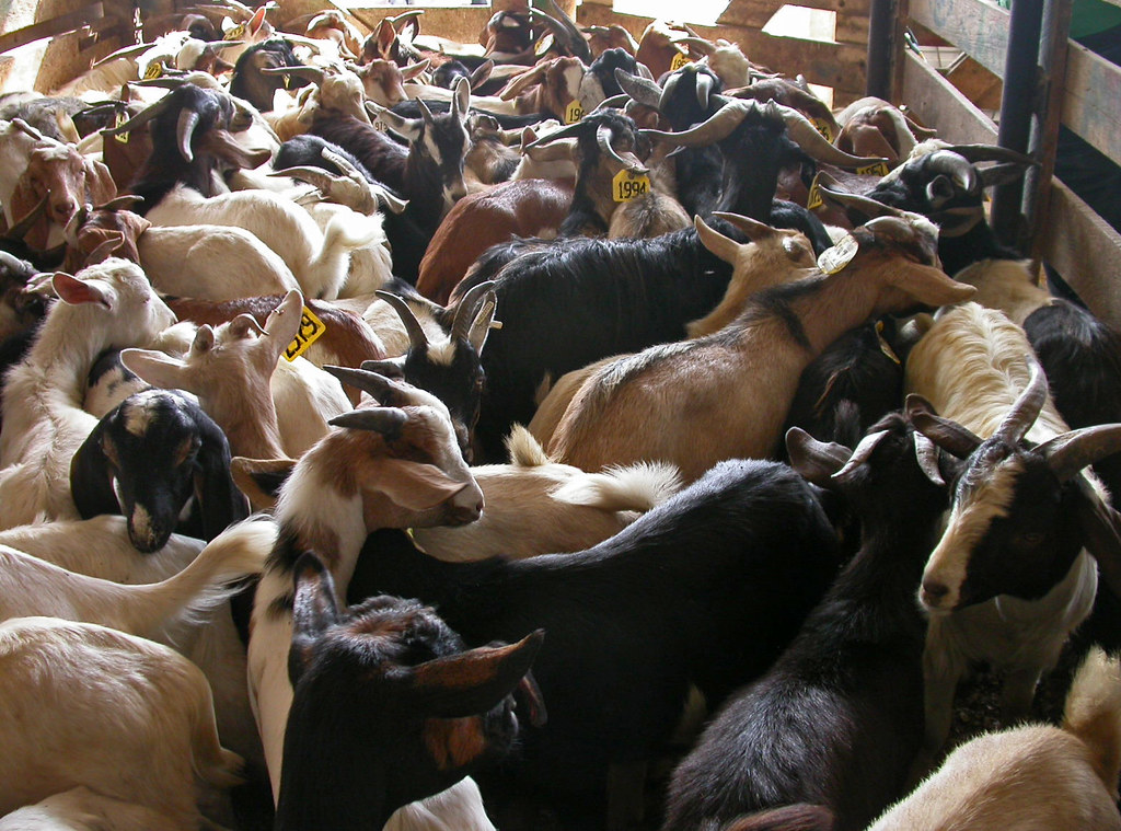 Many goats These goats were brought to the New Holland (PA… Flickr