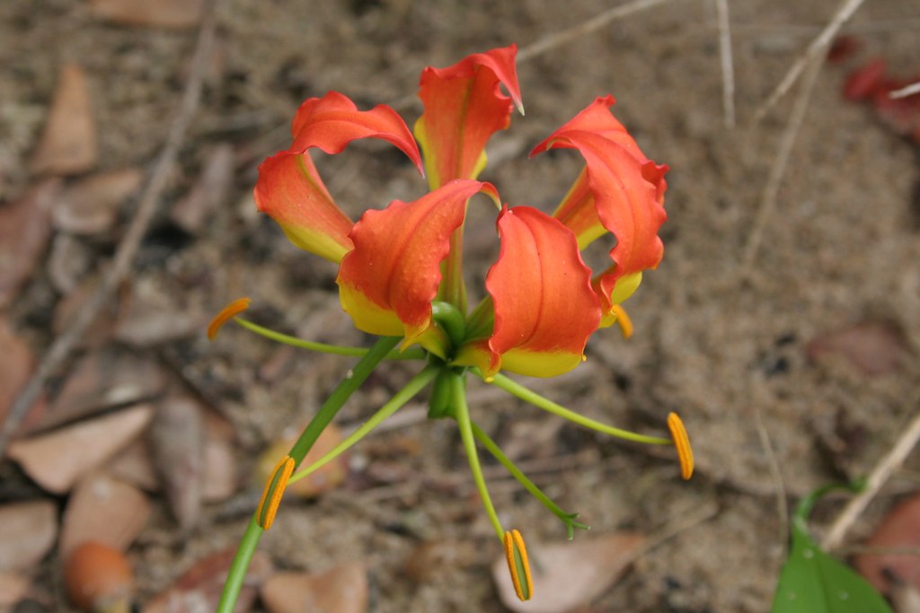 Pretty Poison Flame lily.. the inside out flower... Niyang… Flickr