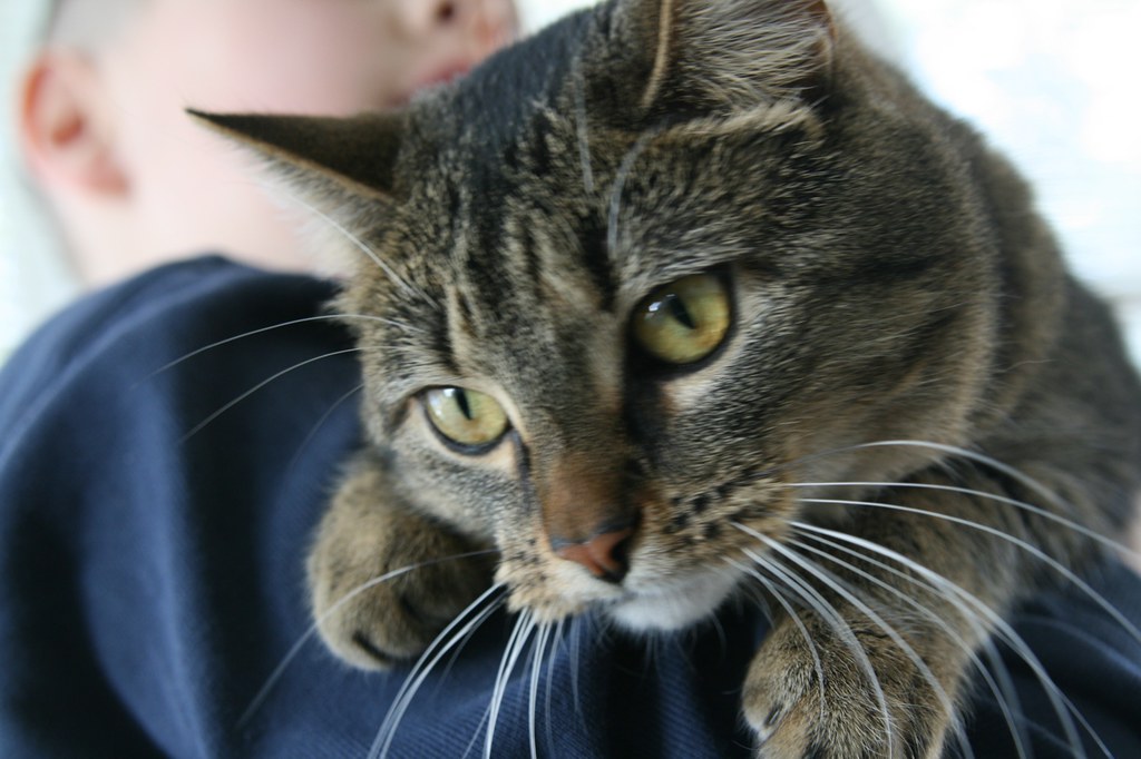 little man with Olive sharyn morrow Flickr