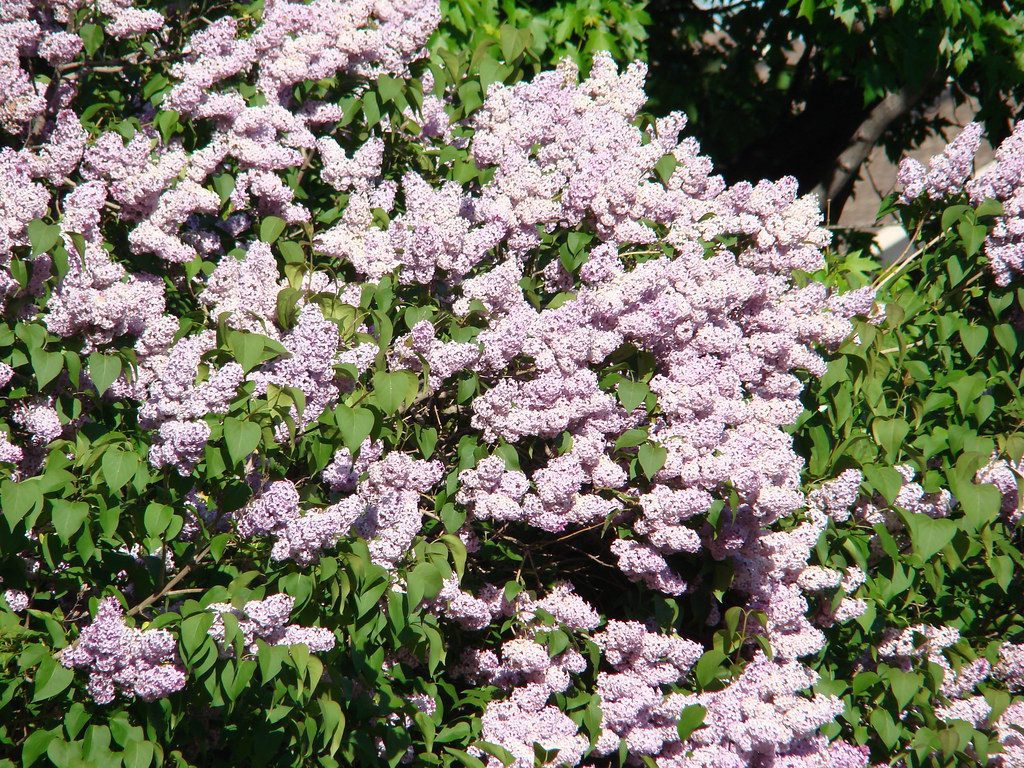 Lilac blossoms 2008 in Ottawa, Ontario Peter Ellis Flickr